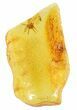 Fossil Spider (Aranea) In Baltic Amber #58101-3